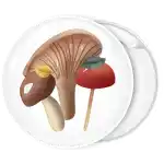 &Kappa;&omicron;&nu;&kappa;ά&rho;&delta;&alpha; &mu;&alpha;&nu;&iota;&tau;ά&rho;&iota;&alpha; &kappa;&lambda;&alpha;&sigma;&sigma;&iota;&kappa;ή